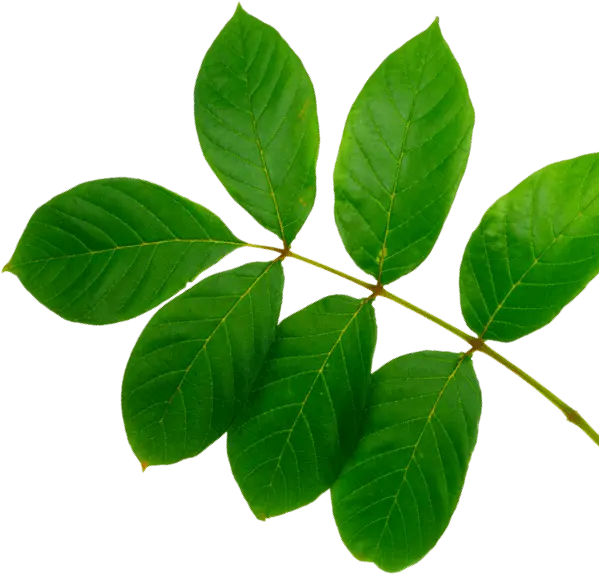 decorational image of a leaf